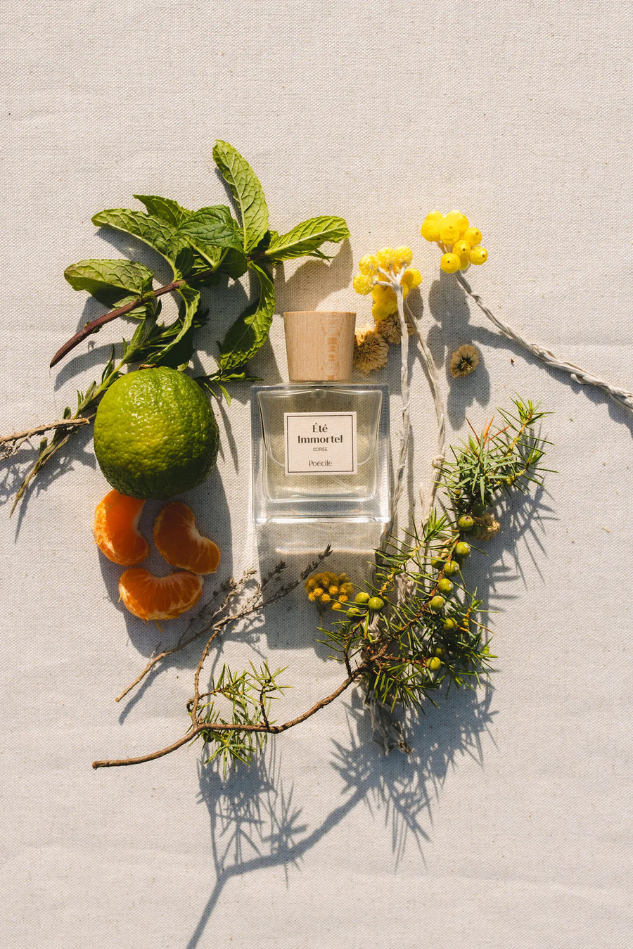 Unvergänglicher Sommer - Poecile
